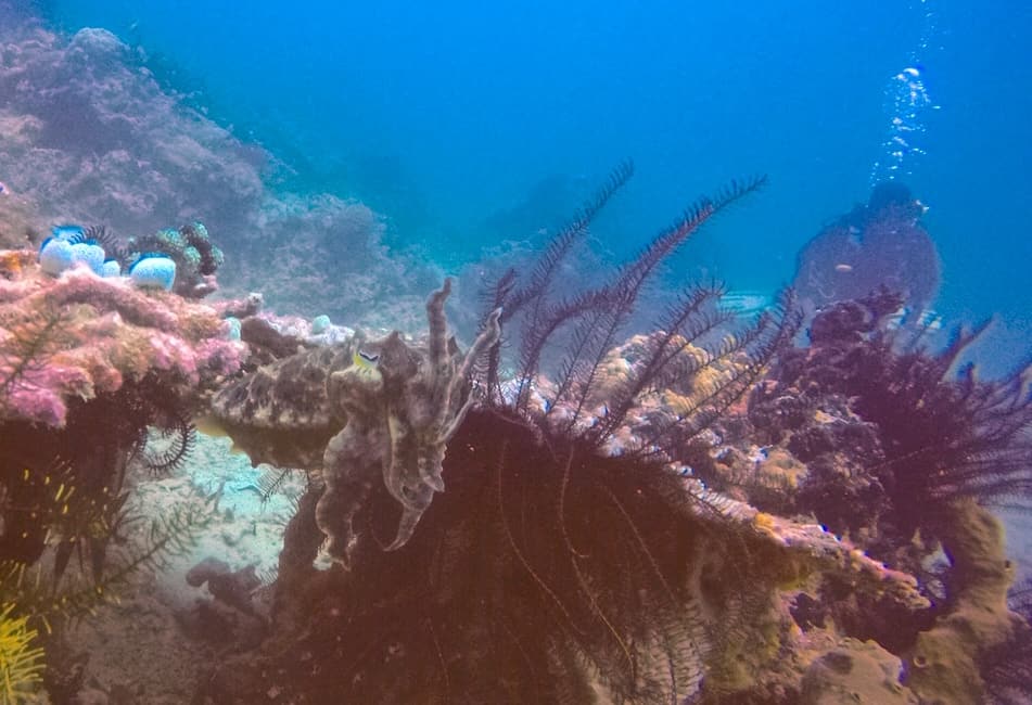 Cuttlefish – John cuttlefish in gili air