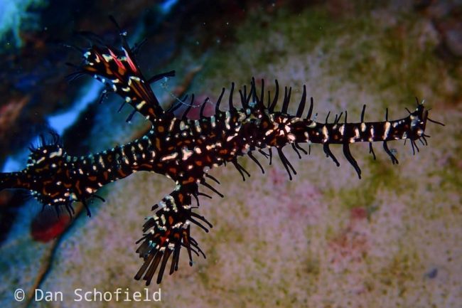 OLYMPUS DIGITAL CAMERA Ornate ghost pipefish