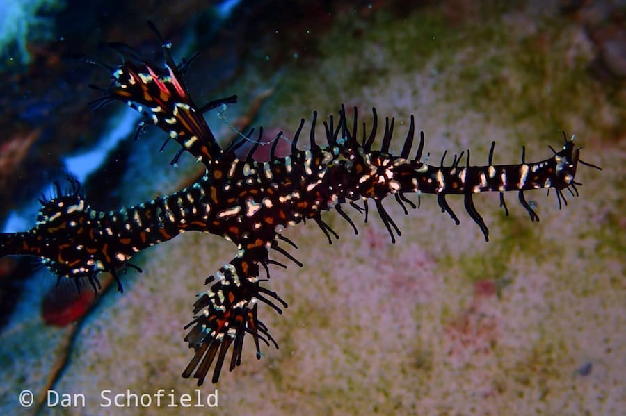 OLYMPUS DIGITAL CAMERA Ornate ghost pipefish