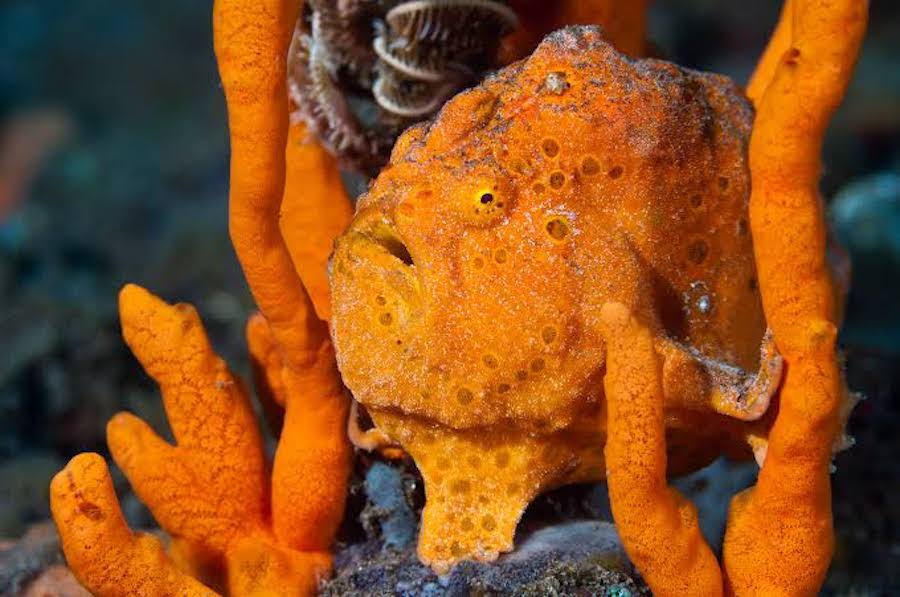 Orange Frogfish Frogfish orange
