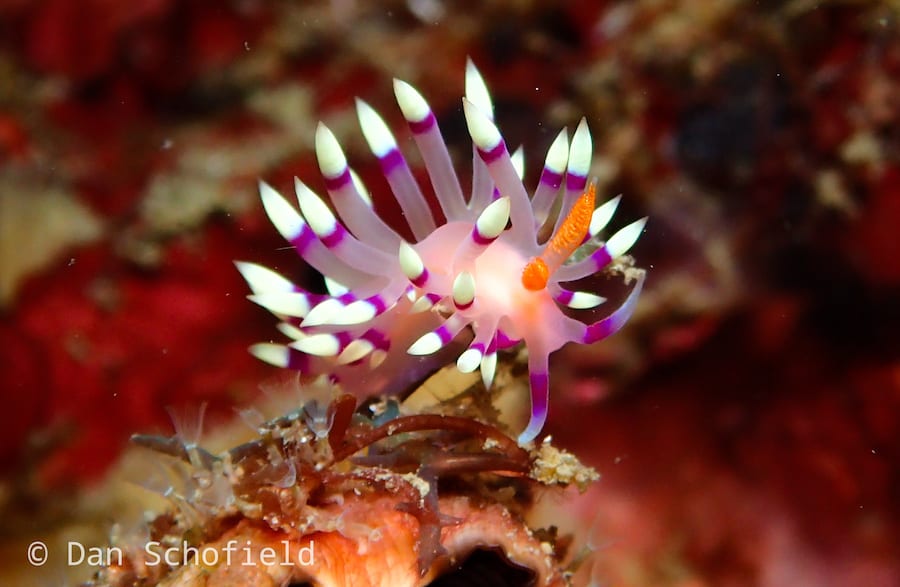 OLYMPUS DIGITAL CAMERA Desirable flabellina