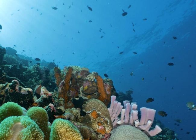 SD diving Nusa Penida