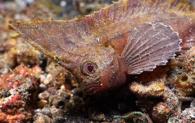 Waspfish Spiny Waspfish