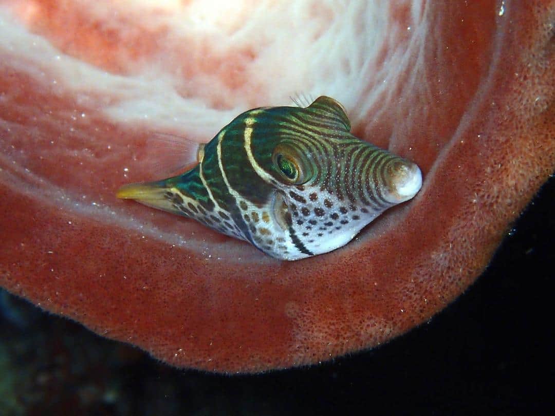 Black Saddled Toby Black Saddled Toby