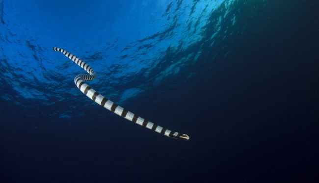 Banded Sea Snake banded sea snakes