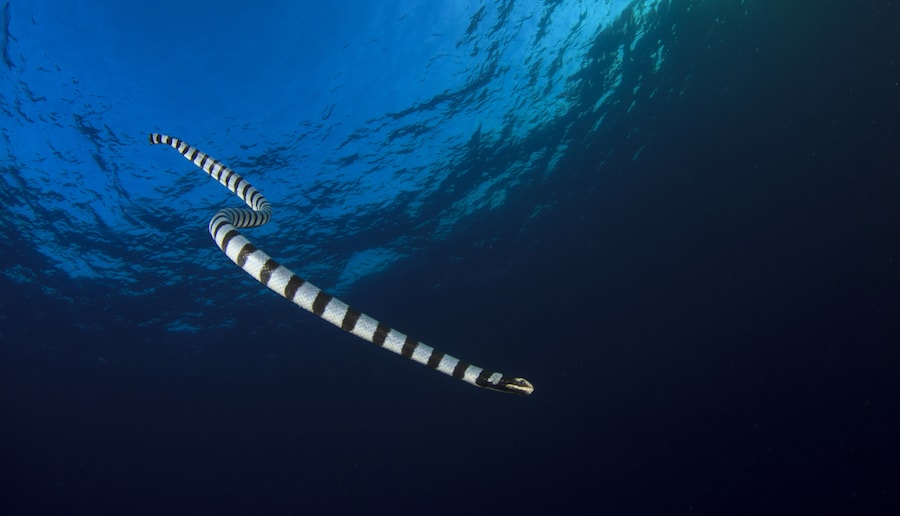 Banded Sea Snake banded sea snakes