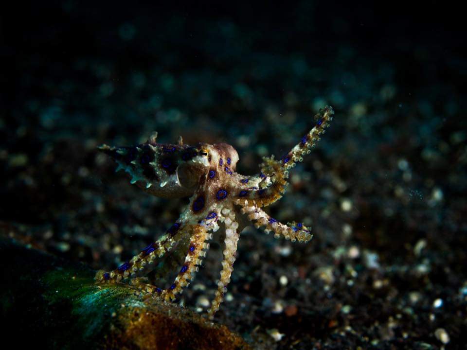 blue ring blue ring octopus