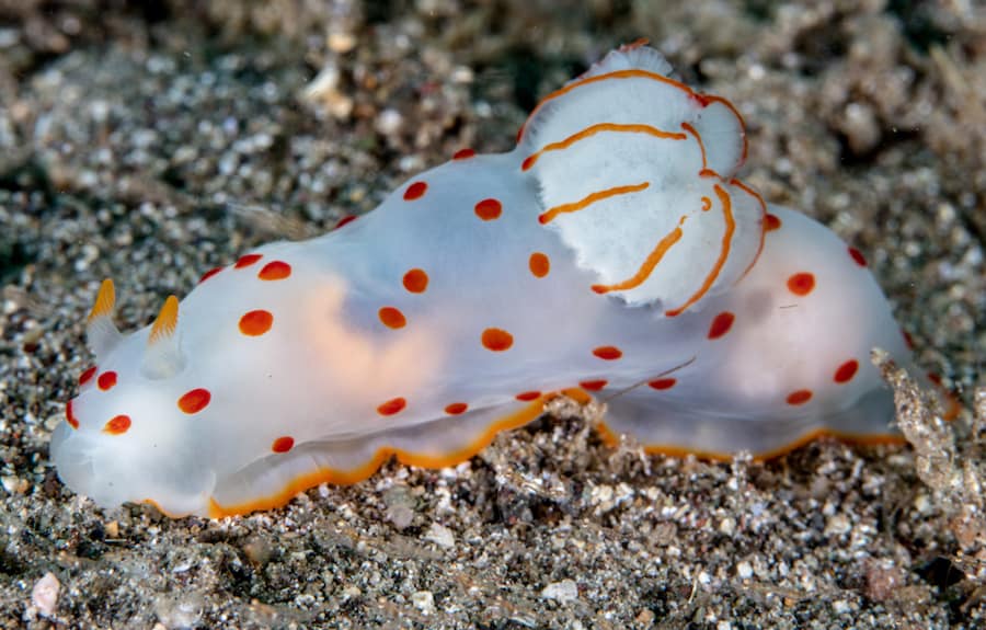 ceylon-gymnodoris Ceylon Gymnodoris