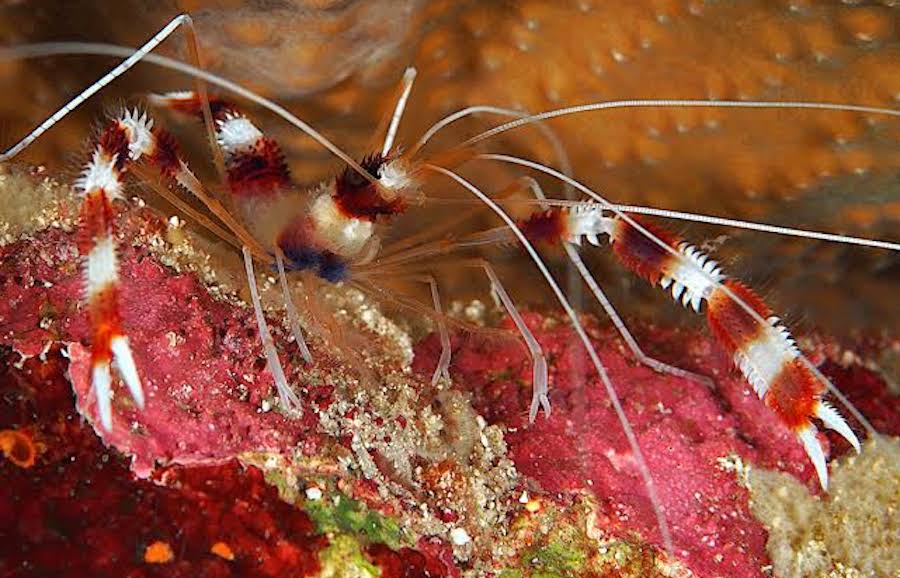 images (1) Banded cleaner shrimp