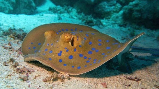 maxresdefault Blue ribbon tail ray