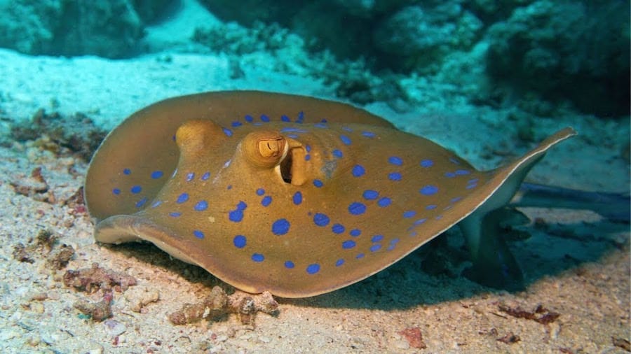 maxresdefault Blue ribbon tail ray