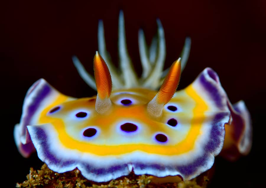 prachtsternschnecke-chromodoris-geminus-9b7a4441-bd96-46bd-9d2a-aaa443284967 Nudibranch Gili Air