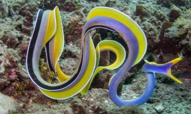 ribbon-eel-large-e1458933303855 male ribbon eel