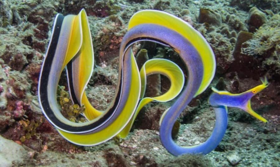 ribbon-eel-large-e1458933303855 male ribbon eel
