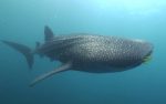 whale shark lembeh Indonesia