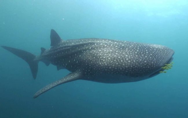 whale shark lembeh whale shark lembeh Indonesia