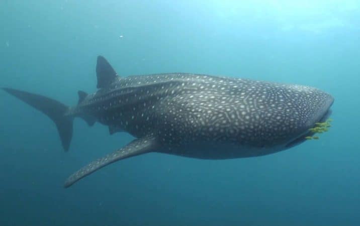 whale shark lembeh Indonesia