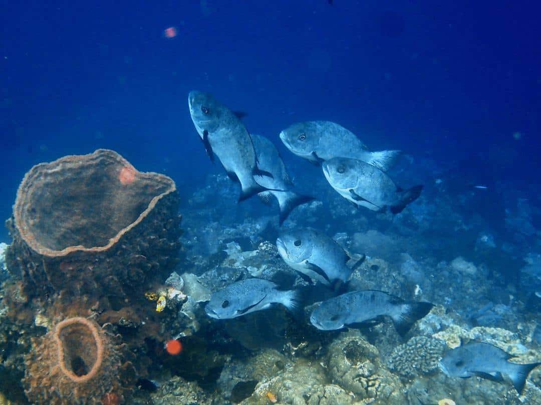 Black Snapper Black Snapper