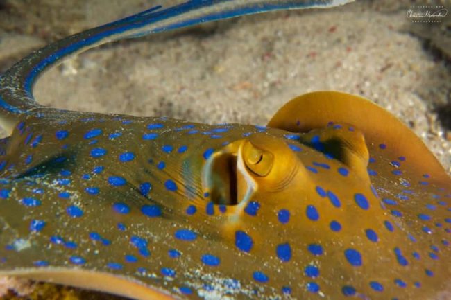Blue Spotted Ribbontail Stingray – Chris Blue spotted ribbontail stingray