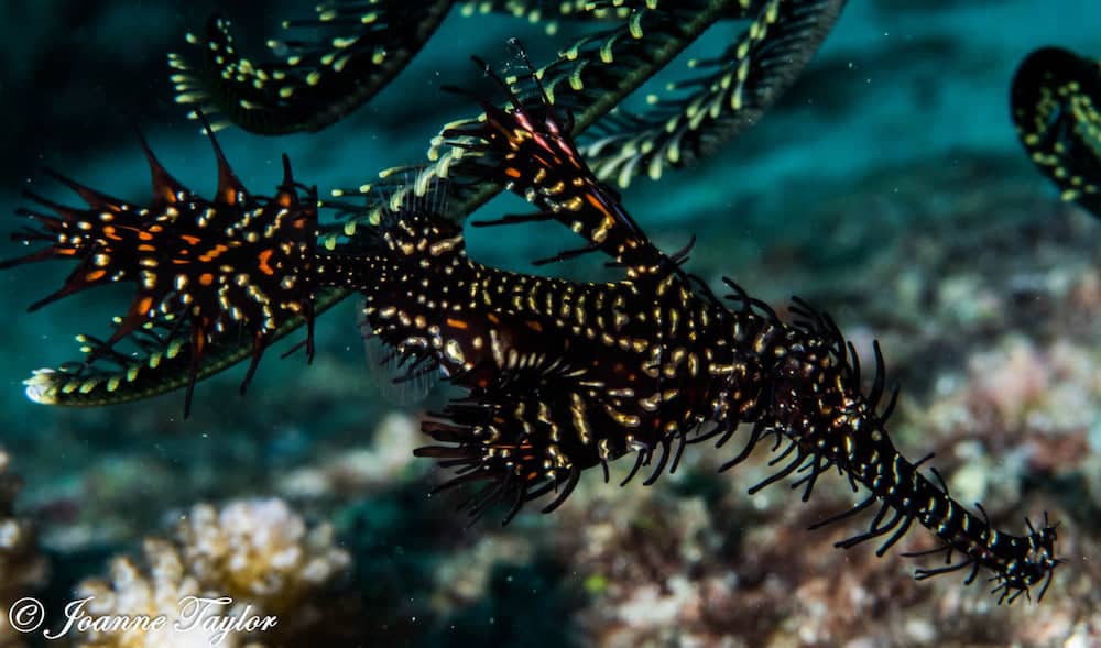 Ghost Pipefish – Joanne ghost pipefish