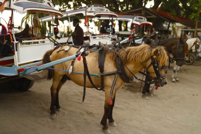Horses Gili Air Horses on Gili Air