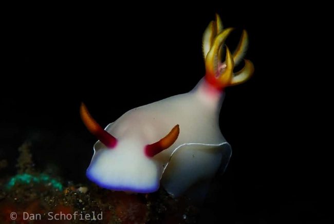 OLYMPUS DIGITAL CAMERA Hypselodoris bullockii