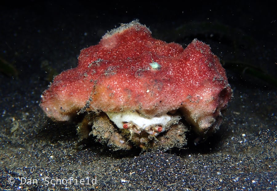 Sponge crab Lembeh Sponge crab Lembeh