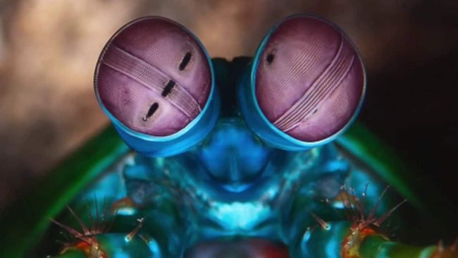 Peacock_mantis_shrimp_pic peacock mantis shrimp