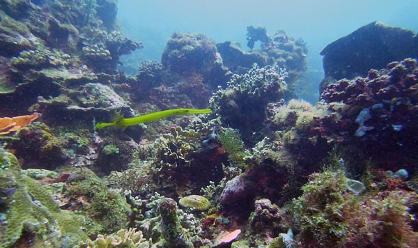 Pyramid Pyramids Bali