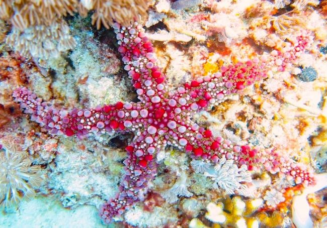 Sea Star – Ellie copy Sea star gili air