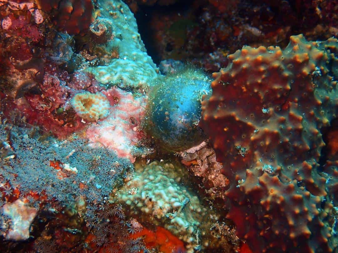 Bubble Algae Bubble Algae