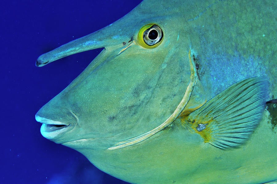 Unicorn Fish unicornfish lombok