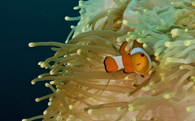 clownfish copy Clownfish Penida