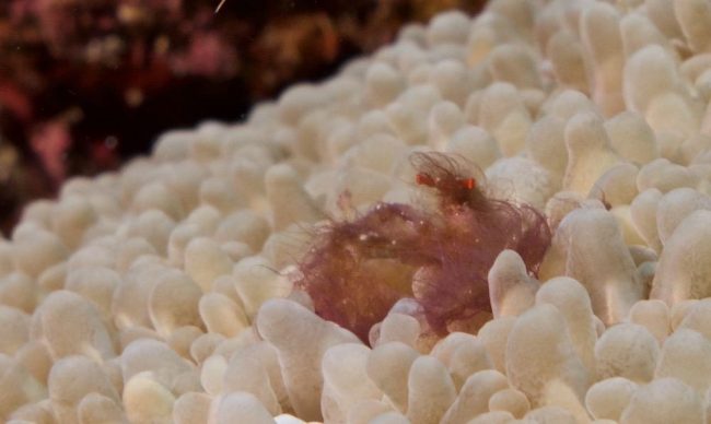 orang Orangutan crab lembongan