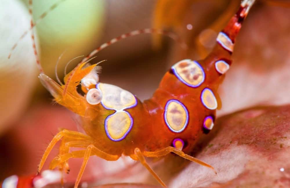sexy Sexy shrimp