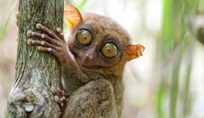 tarsier-via-Klaus-Stiefel-1-e1556899895501 copy tangkoko Lembeh