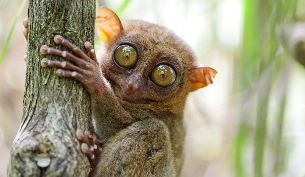tarsier-via-Klaus-Stiefel-1-e1556899895501 copy tangkoko Lembeh