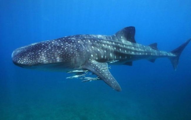 whale_shark_Philippines_Tourism whale shark nusa lembongan