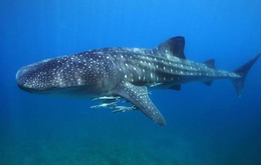 whale_shark_Philippines_Tourism whale shark nusa lembongan