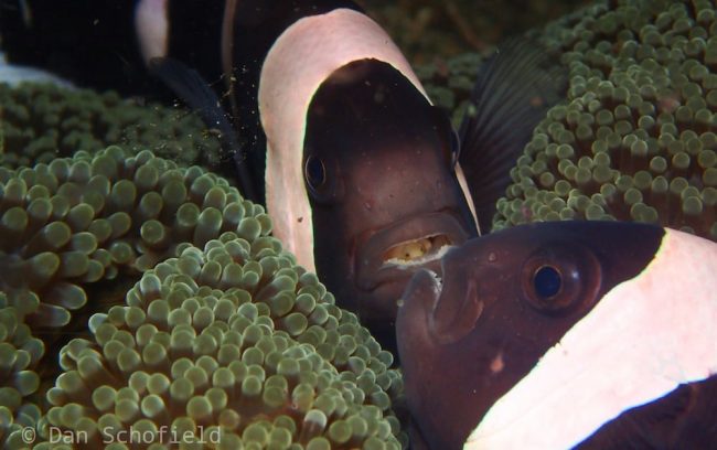 OLYMPUS DIGITAL CAMERA Anemonefish