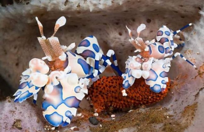 Harlequin shrimp from google copy Harlequin shrimp gili air