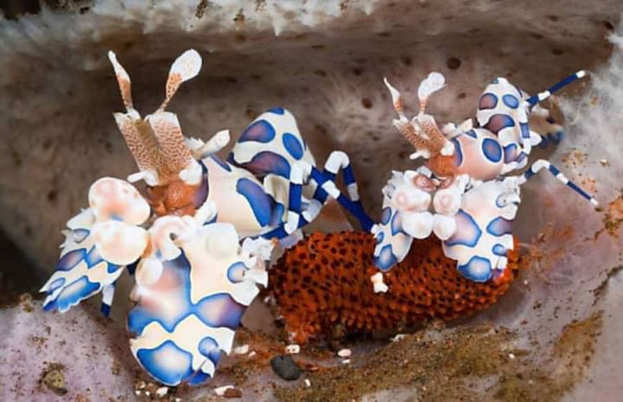 Harlequin shrimp gili air