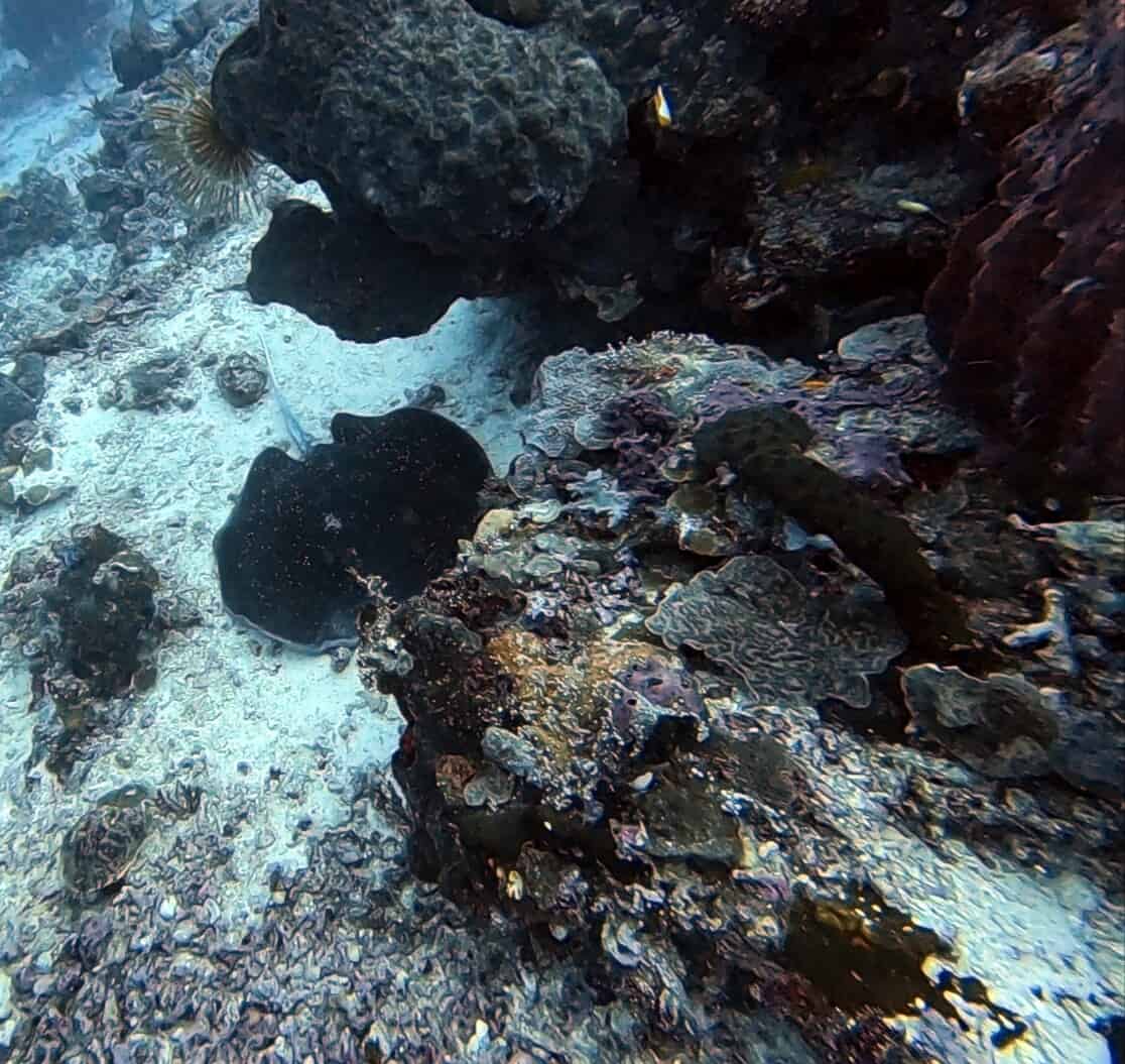 Black-spotted whipray Black-spotted whipray surprises Bunaken divers