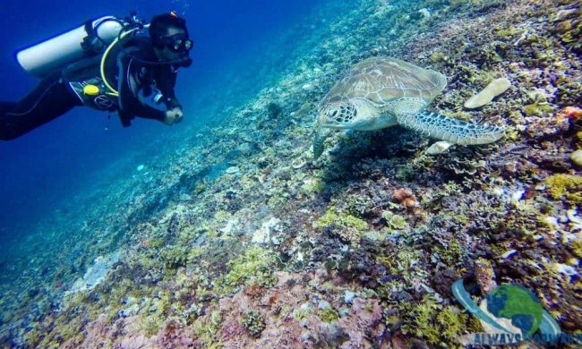 Komang & Turtle Divemaster Training in Gili Air