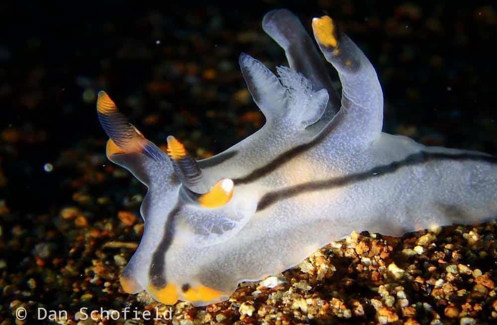 Thecacera nudibranch