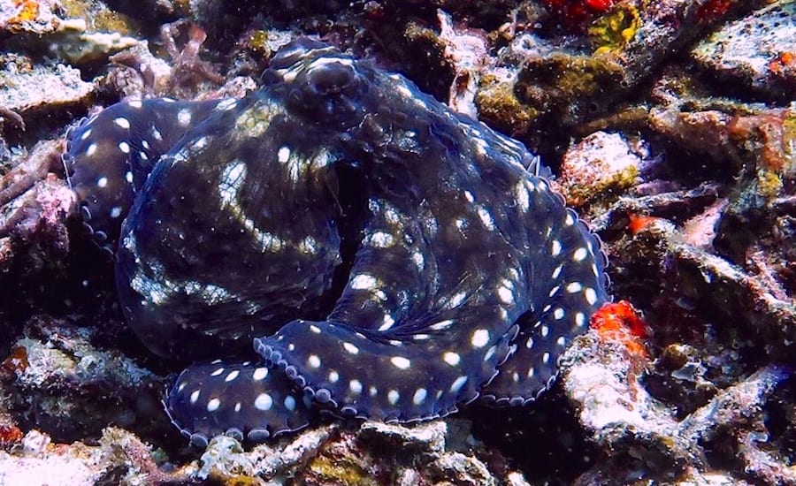 Octopus – Ellie copy Octopus sightings in gili air