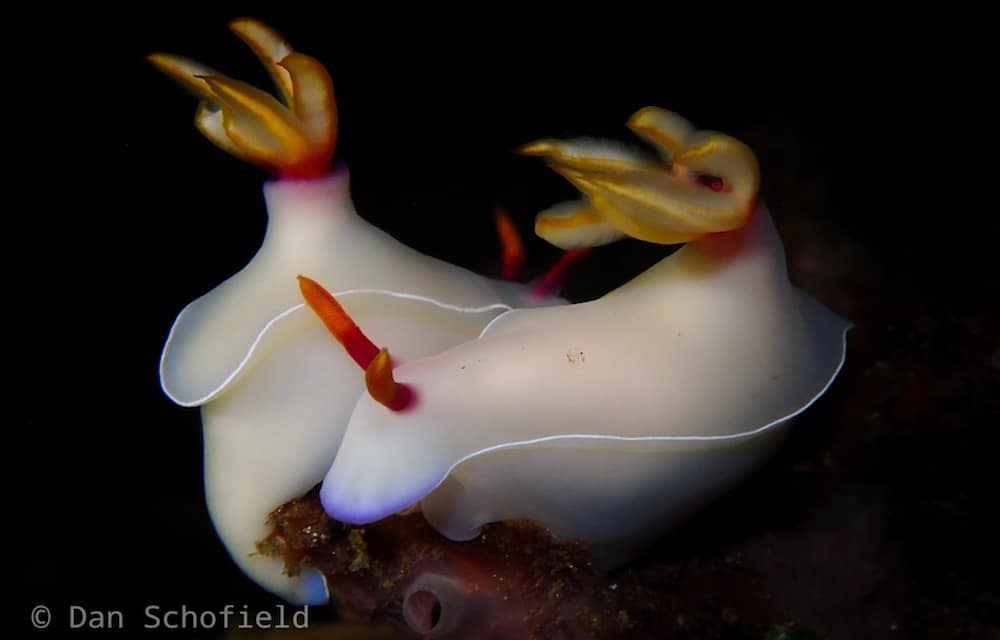 OLYMPUS DIGITAL CAMERA nudibranch in Lembeh