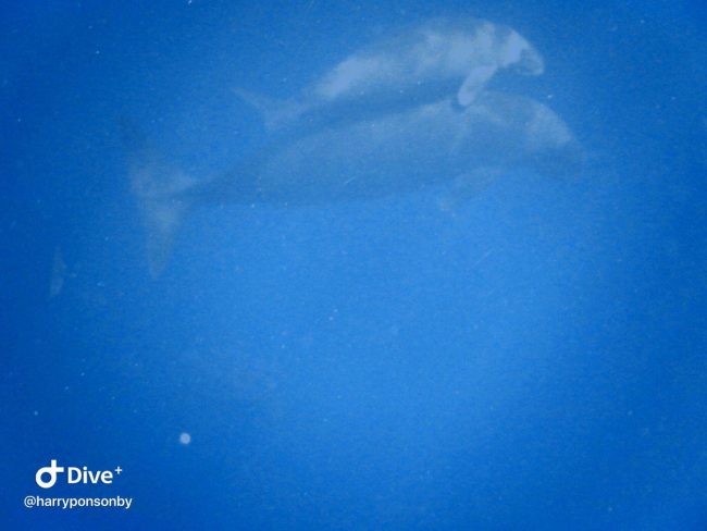 Dugong Bunaken