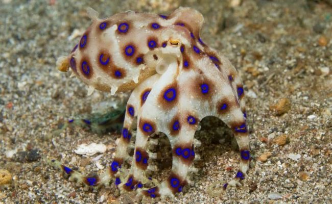 blue ring blue ring octopus in Gili Air