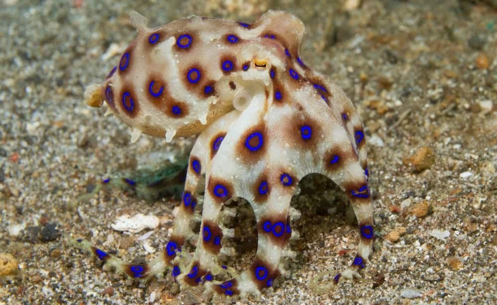 blue ring blue ring octopus in Gili Air